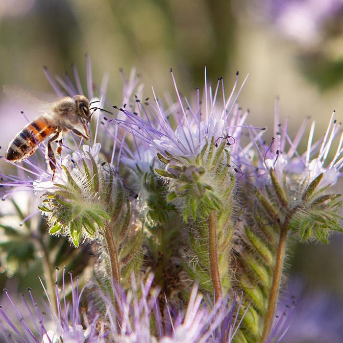 Lacy Phacelia Seeds|Lacy Phacelia Seeds, Phacelia tanacetifolia, with pollinator