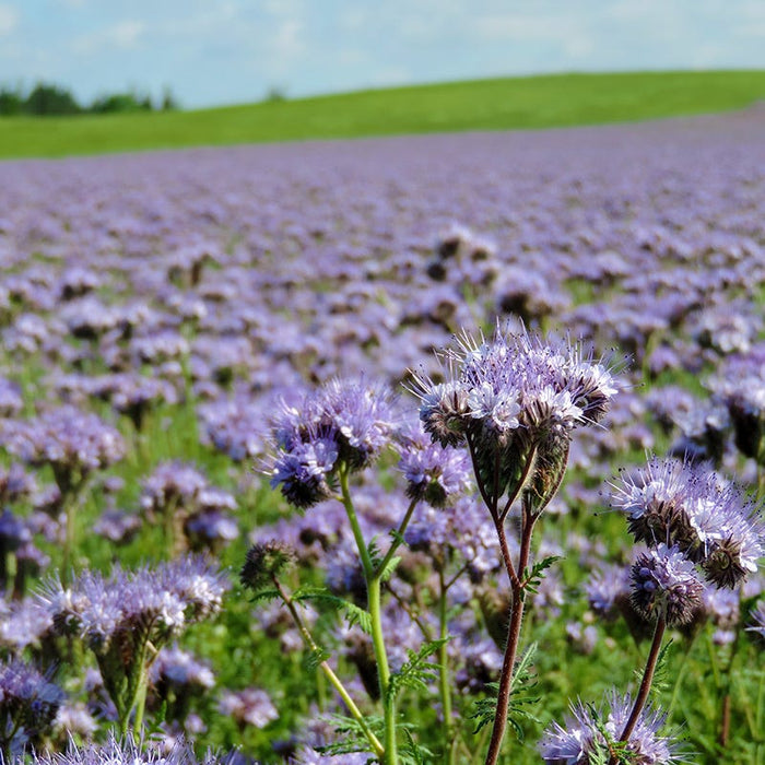 Lacy Phacelia Seeds|Lacy Phacelia Seeds, Phacelia tanacetifolia