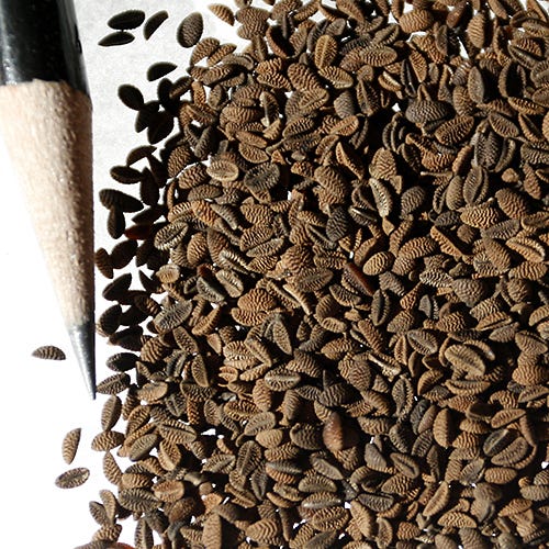 Lacy Phacelia Seeds|Purple Lacy Phacelia Seeds, Phacelia tanacetifolia