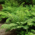 Lady Fern