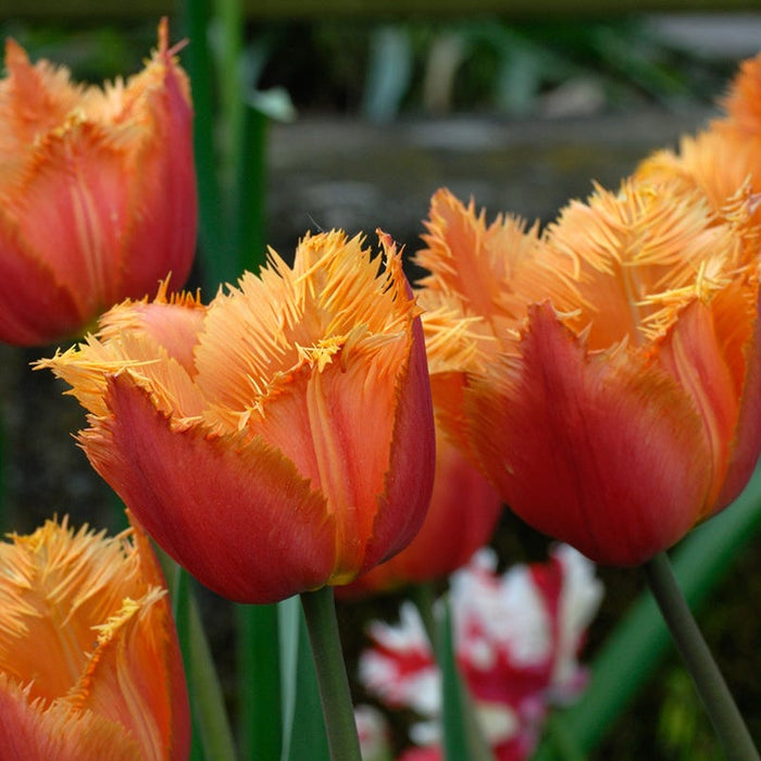 Lambada Fringed Tulip|Lambada Fringed Tulip