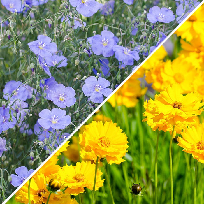 Lanceleaf Coreopsis & Blue Flax Seed Combo|Lanceleaf Coreopsis & Blue Flax Seed Combo