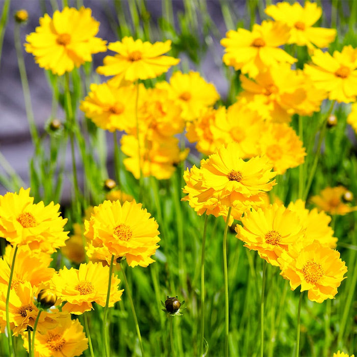 Lanceleaf Coreopsis & Blue Flax Seed Combo|Lance Leaf Coreopsis (Coreopsis lanceolata)