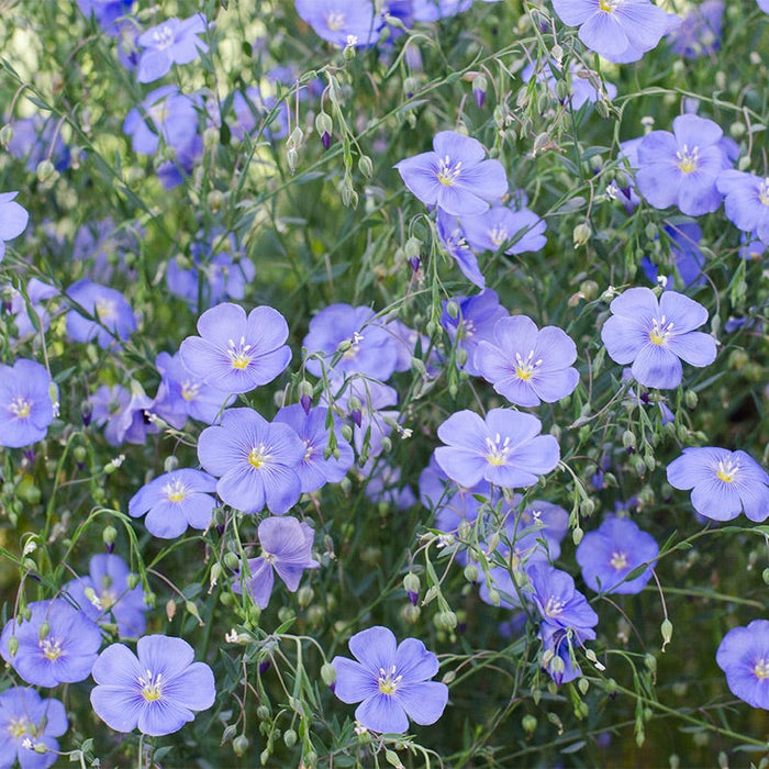 Lanceleaf Coreopsis & Blue Flax Seed Combo|Blue Flax (Linum perenne)