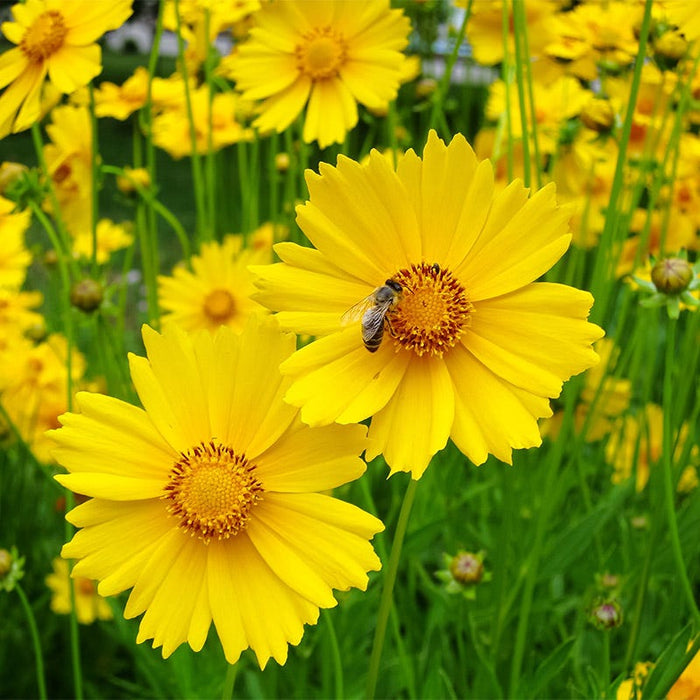 Lanceleaf Coreopsis & Blue Flax Seed Combo|Lance Leaf Coreopsis (Coreopsis lanceolata)