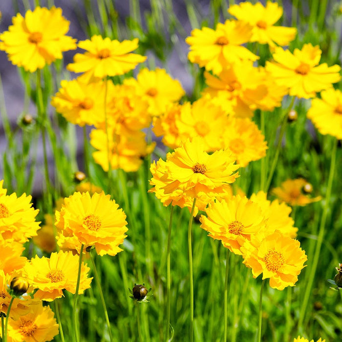 Lanceleaf Coreopsis Seeds