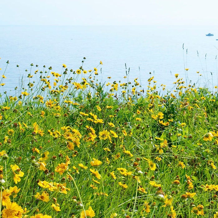 Lanceleaf Coreopsis Seeds|Lance Leaf Coreopsis Meadow overlooking Water. Customer Photo by George S.