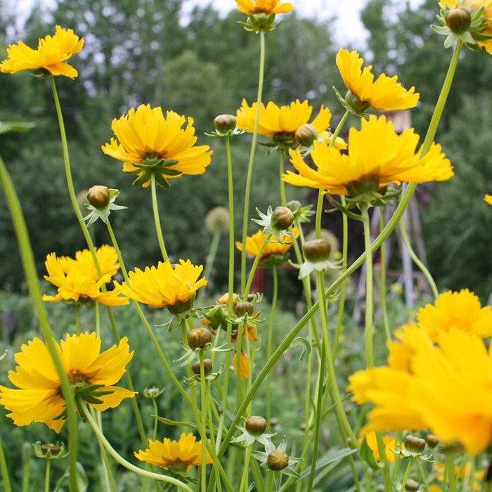 Lanceleaf Coreopsis Seeds|Customer Photo by Debra J.