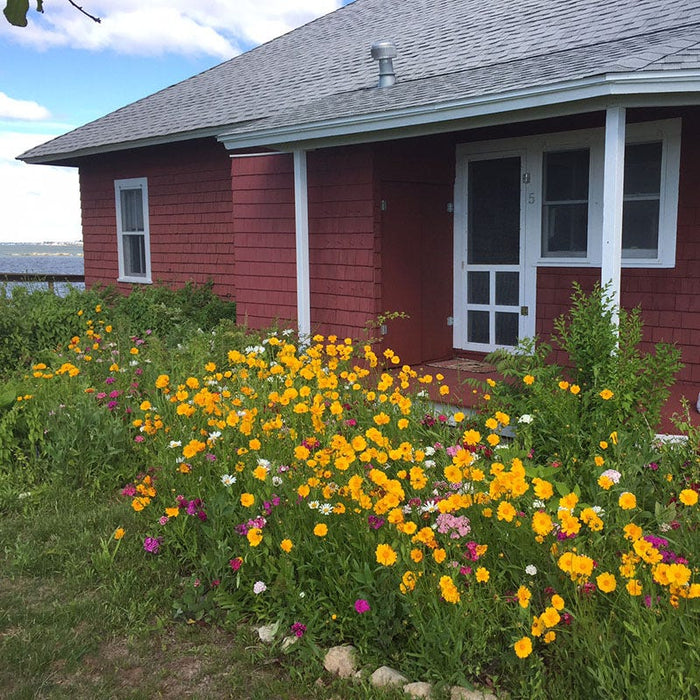 Lanceleaf Coreopsis Seeds|Lance Leaf Coreopsis with Sweet Williams. Customer Photo by William and Ruth L.
