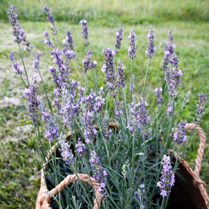 Lavender Retreat Plant Collection|Sensational!™ Lavender