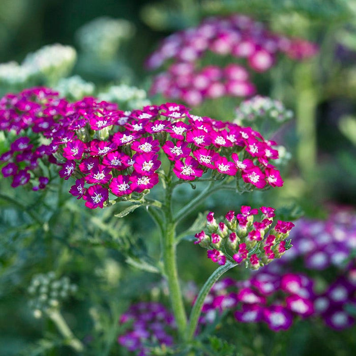 Lavender Retreat Plant Collection|New Vintage™ Violet Yarrow