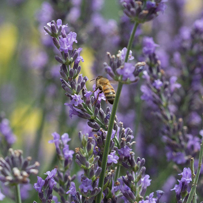 Lavender Retreat Plant Collection|Phenomenal® Lavender