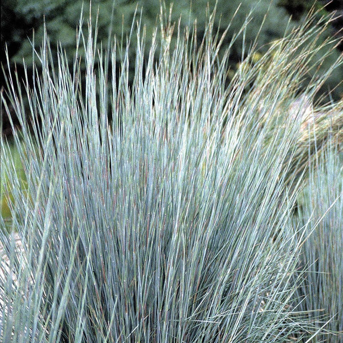 Lavender Retreat Plant Collection|Prairie Blues Little Bluestem Grass