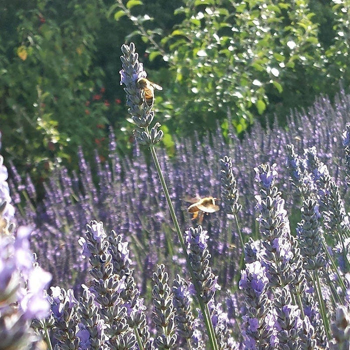 Lavender Retreat Plant Collection|Provence Lavender