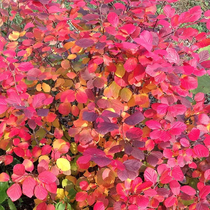 Fothergilla x intermedia Legend Of The Fall® PP32049 'ALICE', Legend Of The Fall® Bottlebrush (Fothergilla), Photo Courtesy of Proven WInners