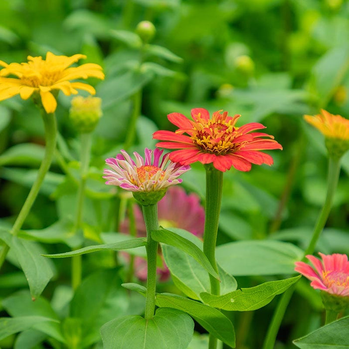 Lilliput Zinnia Seeds|Zinnia Seeds Lilliput Mix, Zinnia elegans