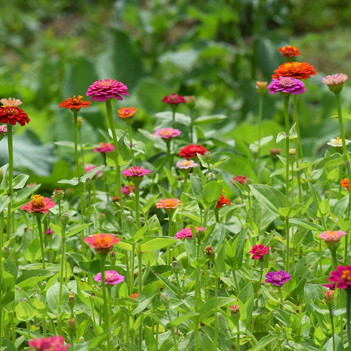 Lilliput Zinnia Seeds|Zinnia Seeds Lilliput Mix, Zinnia elegans