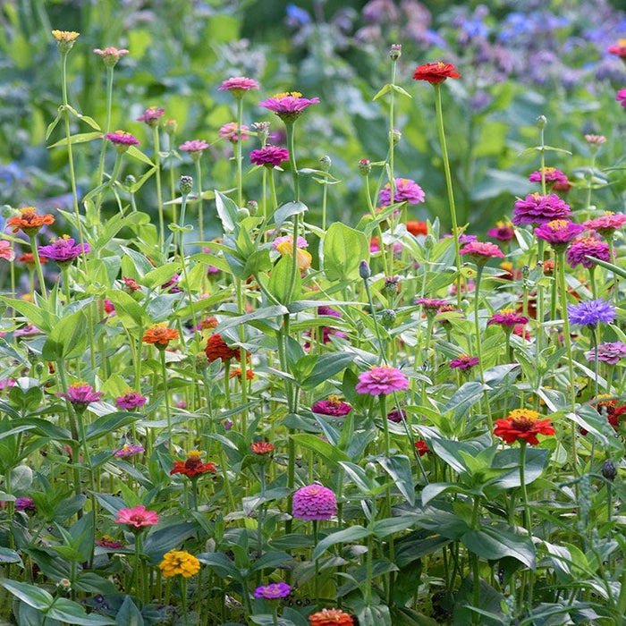 Lilliput Zinnia Seeds|Zinnia Seeds Lilliput Mix, Zinnia elegans