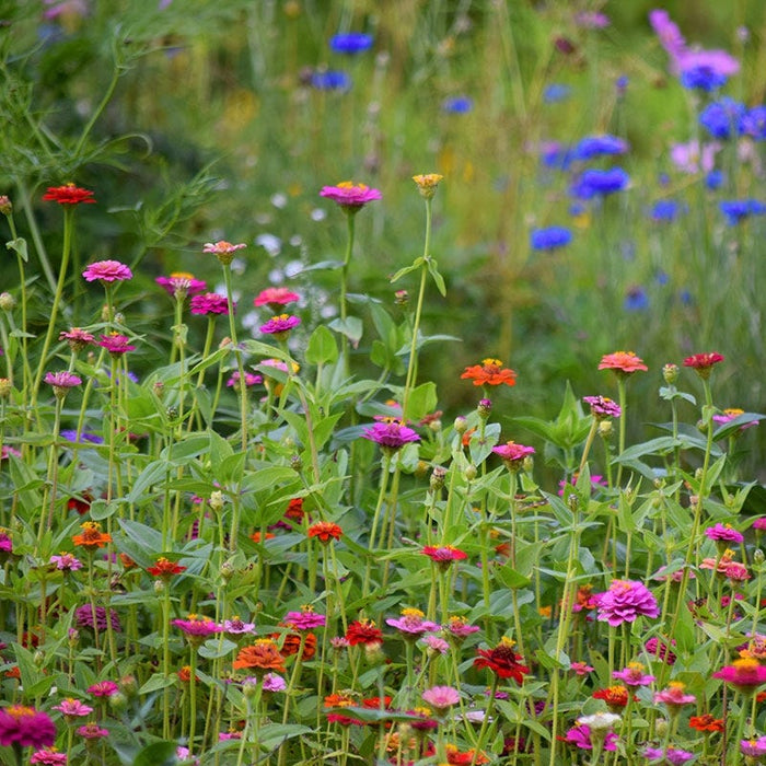 Lilliput Zinnia Seeds|Zinnia Seeds Lilliput Mix, Zinnia elegans