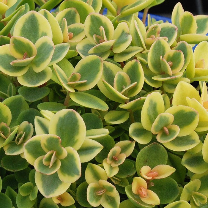 Lime Twister Sedum|Sedum Lime Twister, Stonecrop foliage
