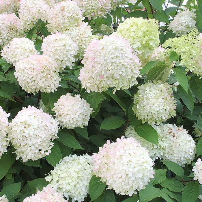 Limelight Hydrangea|Hydrangea Limelight, Hydrangea paniculata