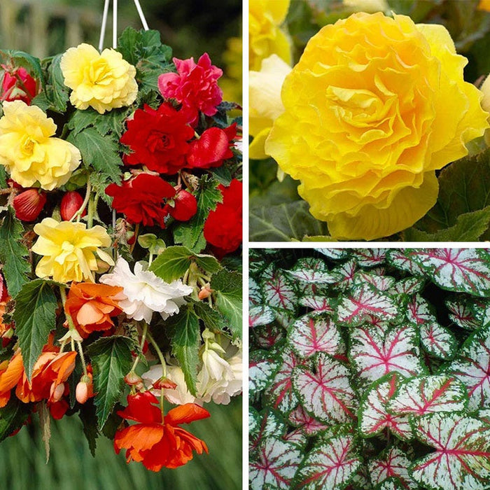 Limited Edition Spring Is Here Bulb Collection|Spring Is Here Bulb Collection