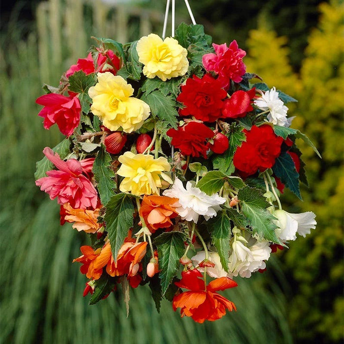 Limited Edition Spring Is Here Bulb Collection|Cascading Begonia Mix