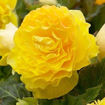 Limited Edition Spring Is Here Bulb Collection|Double Yellow Begonia