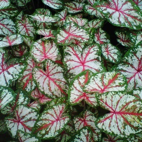 Limited Edition Spring Is Here Bulb Collection|Tapestry Caladium