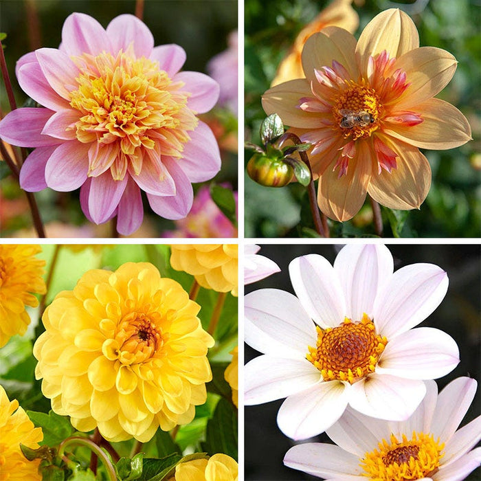 Little Charmers Dahlia Collection|Little Charmers Dahlia Collection