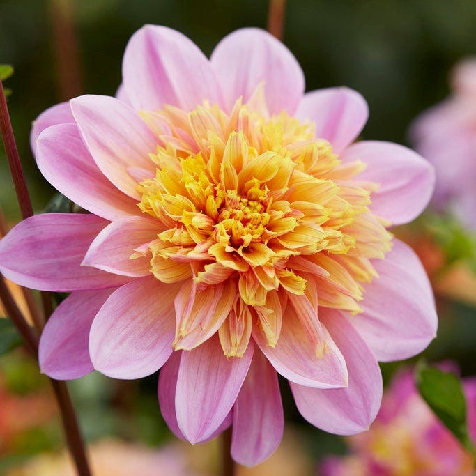 Little Charmers Dahlia Collection|Lifestyle Anemone Dahlia