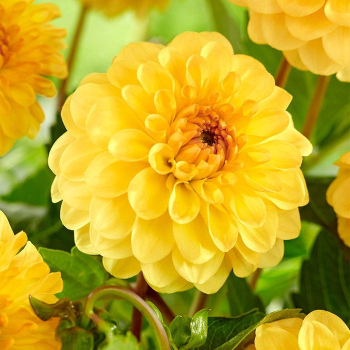 Little Charmers Dahlia Collection|Golden Scepter Pompon Dahlia