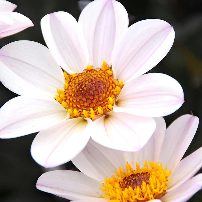 Little Charmers Dahlia Collection|Happy Single® Princess Dahlia