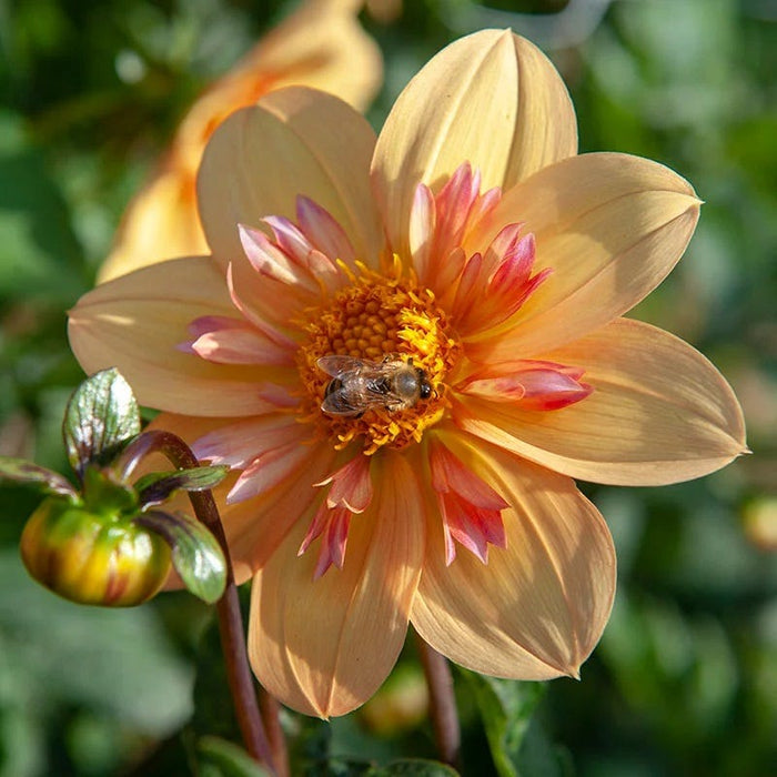 Little Charmers Dahlia Collection|Kelsey Annie Joy Colarette Dahlia
