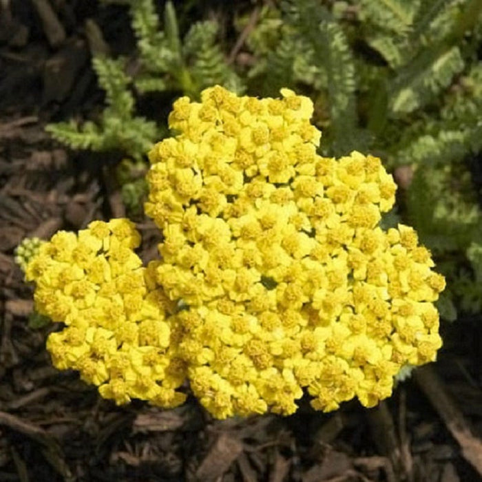 Little Moonshine Yarrow