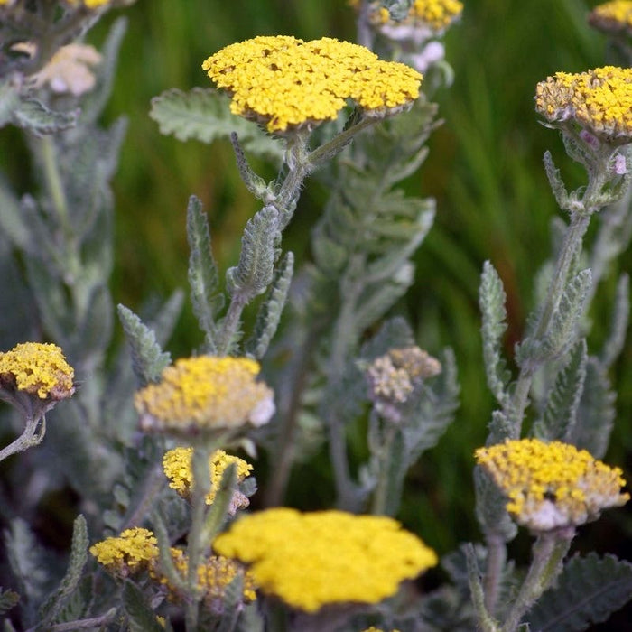 Little Moonshine Yarrow|Yarrow Little Moonshine PPAF, Achillea Little Moonshine