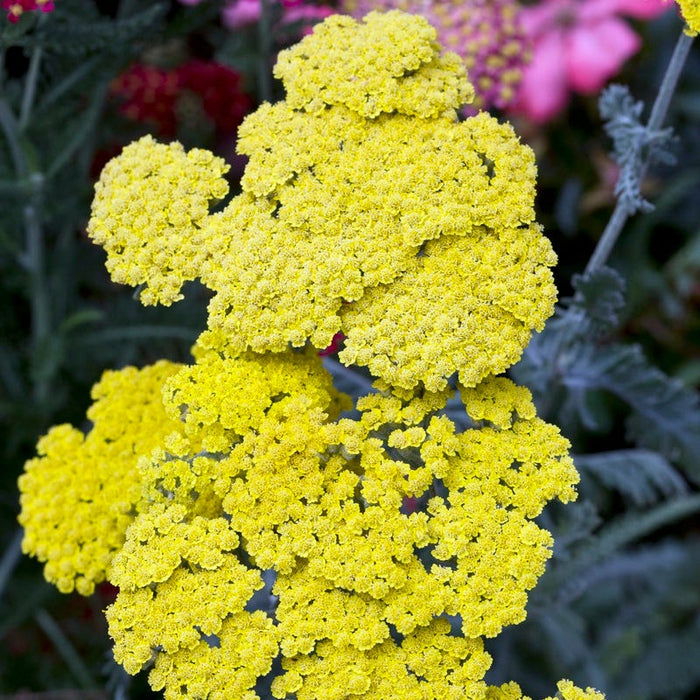 Little Moonshine Yarrow|Yarrow Little Moonshine PPAF, Achillea Little Moonshine