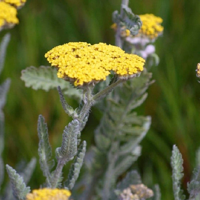 Little Moonshine Yarrow|Yarrow Little Moonshine PPAF, Achillea Little Moonshine