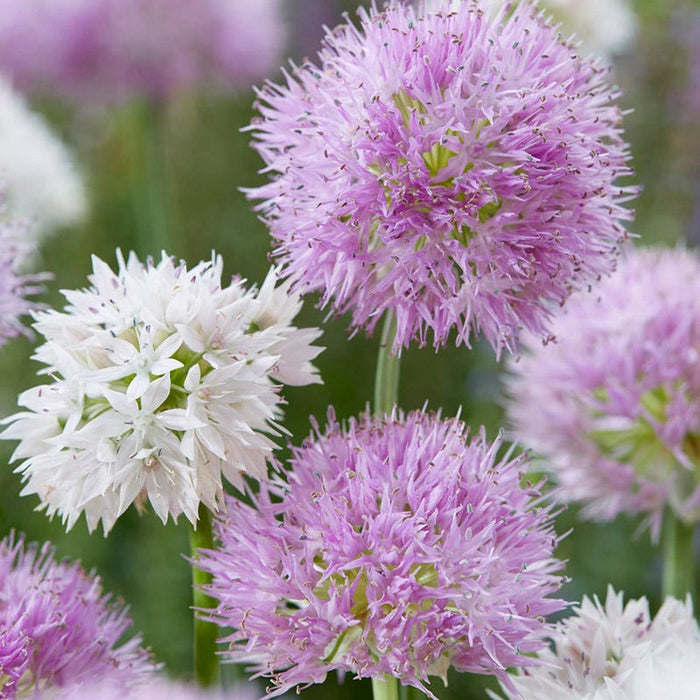 Little Puffs Allium Bulb Collection|Little Puffs Allium Bulb Collection