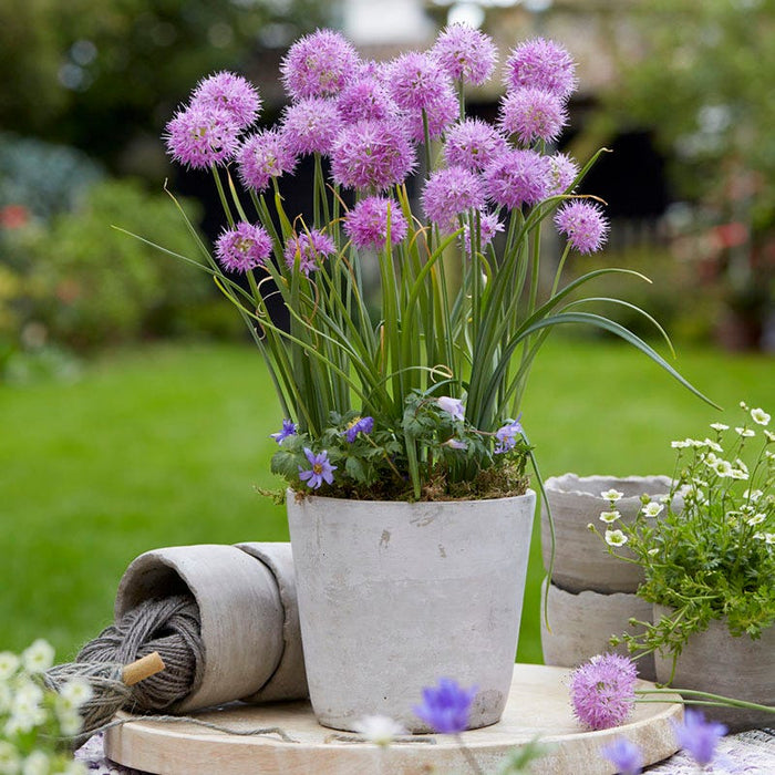 Little Puffs Allium Bulb Collection|Rosy Dream Allium