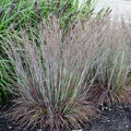 Little Red Fox Little Bluestem Grass