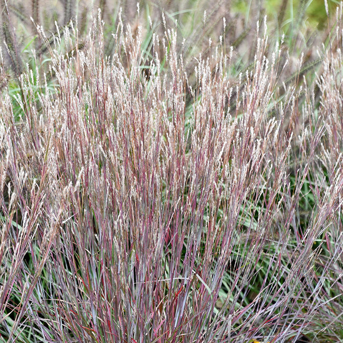 Little Red Fox Little Bluestem Grass