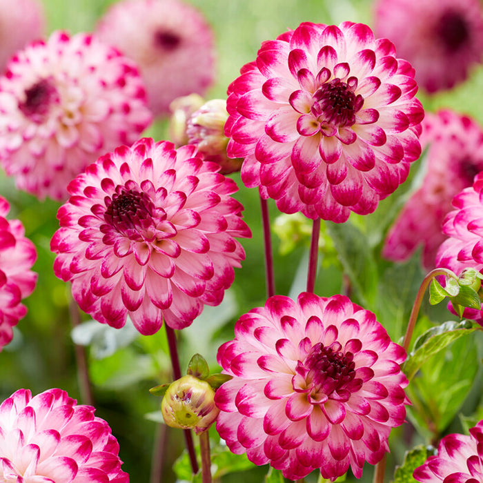 Little Robert Pompon Dahlia