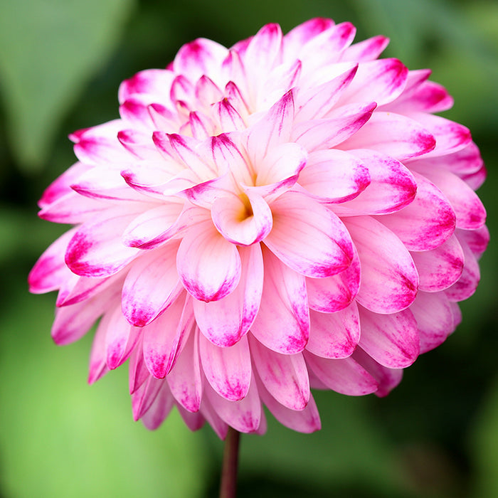 Little Robert Pompon Dahlia