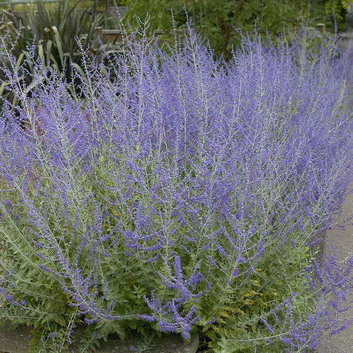 Little Spire Russian Sage