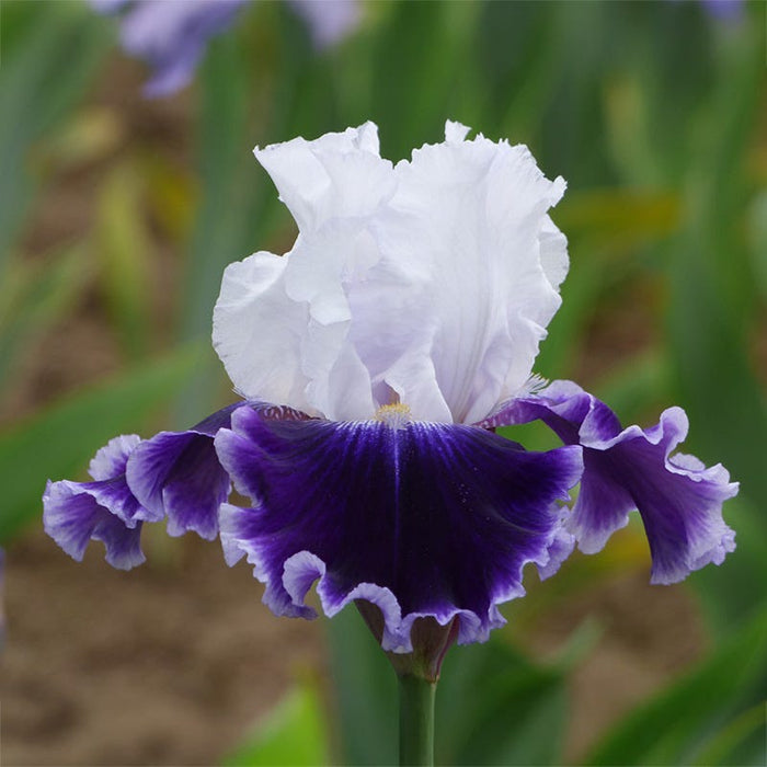 Local Ocean Bearded Iris|Local Ocean Bearded Iris