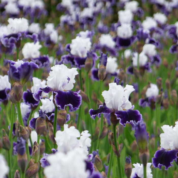 Local Ocean Bearded Iris|Local Ocean Bearded Iris