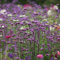 Lollipop Purpletop Vervain|Purpletop Vervain