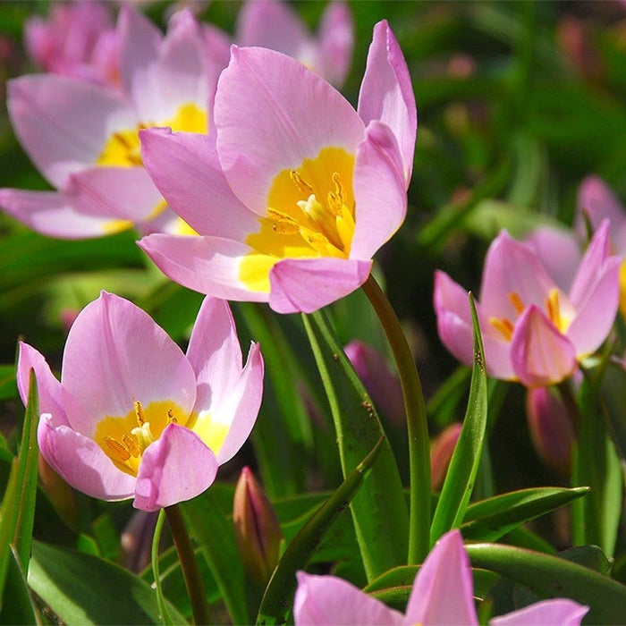 Lovelight Naturalizing Wild Tulip Collection|Lilac Wonder Tulip