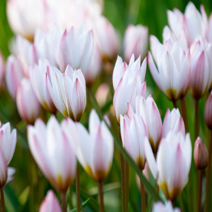 Lovelight Naturalizing Wild Tulip Collection|Hilde Cretian Tulip